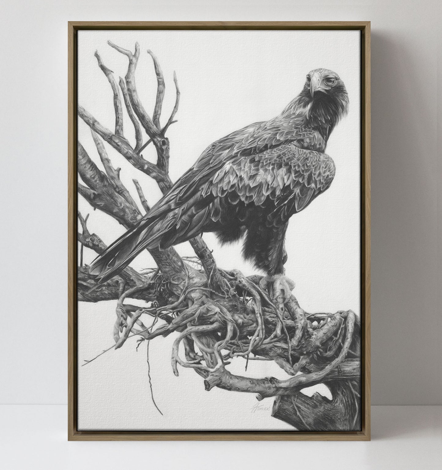 'Wedge-tailed Eagle' canvas print