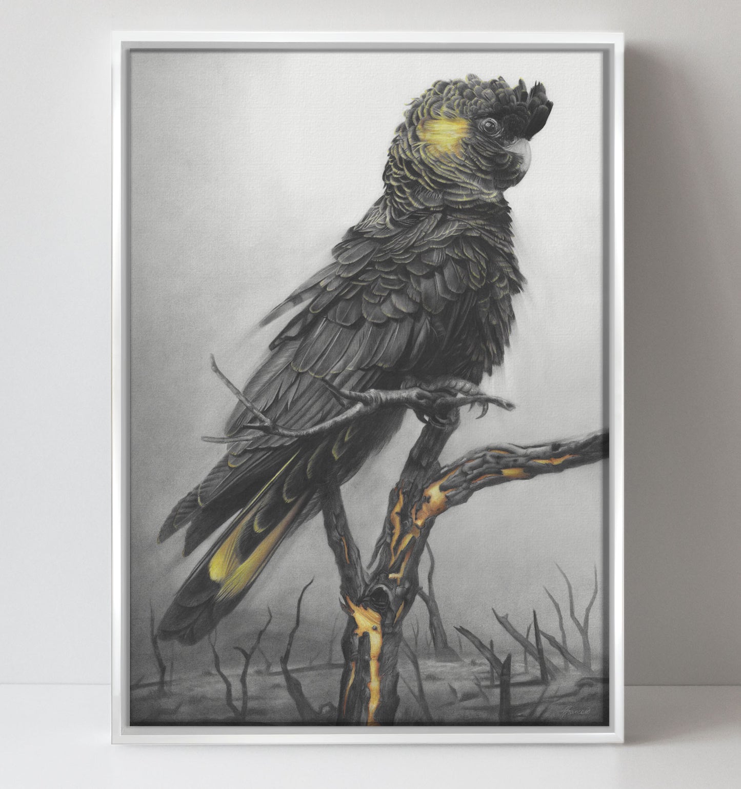'Black Cockatoo' canvas print