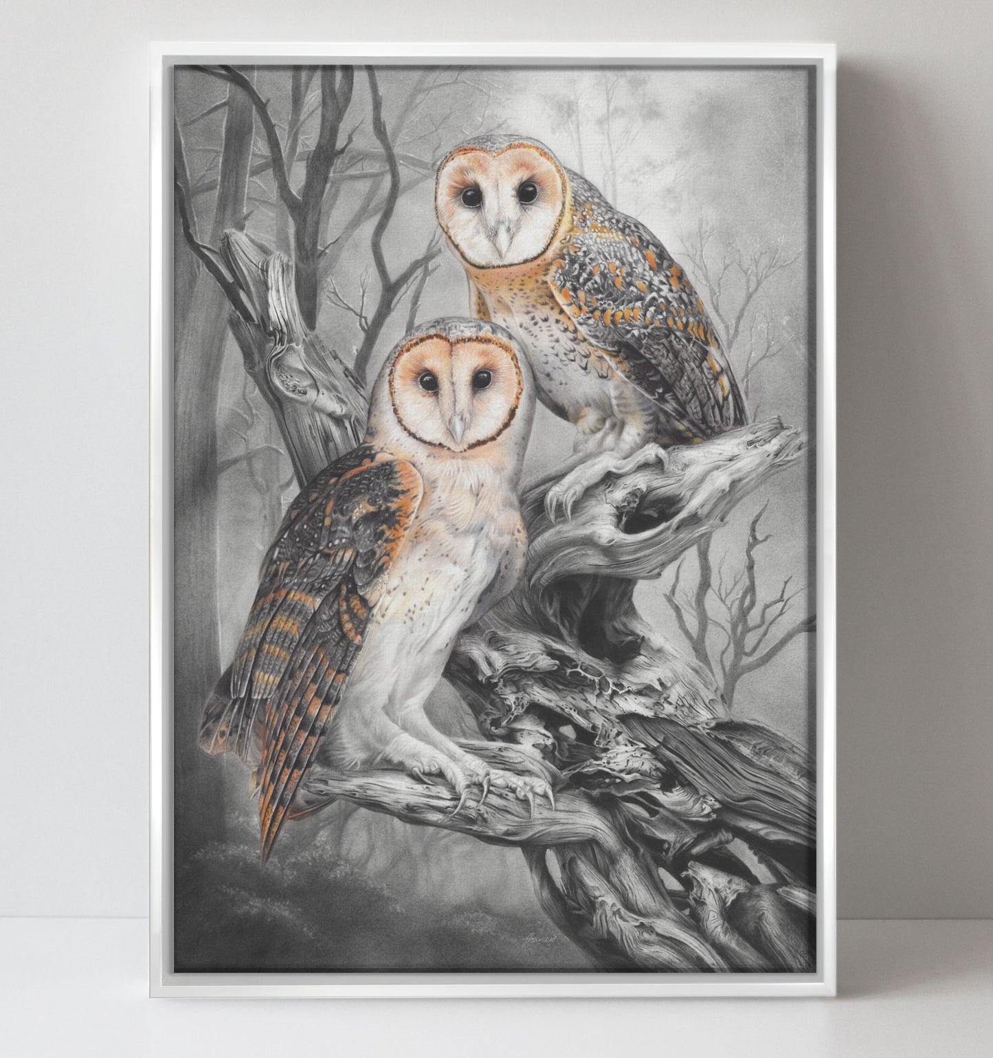 'Tasmanian Masked Owls' canvas print