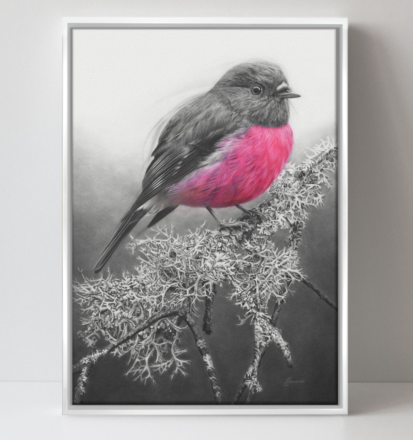 'Pink Robin' canvas print