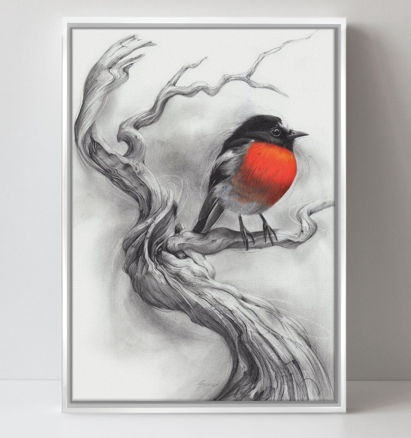'Scarlet Robin' canvas print