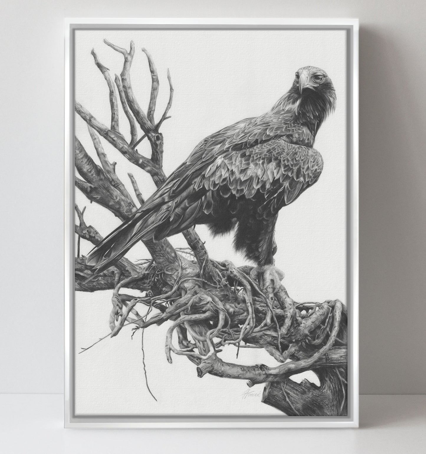 'Wedge-tailed Eagle' canvas print