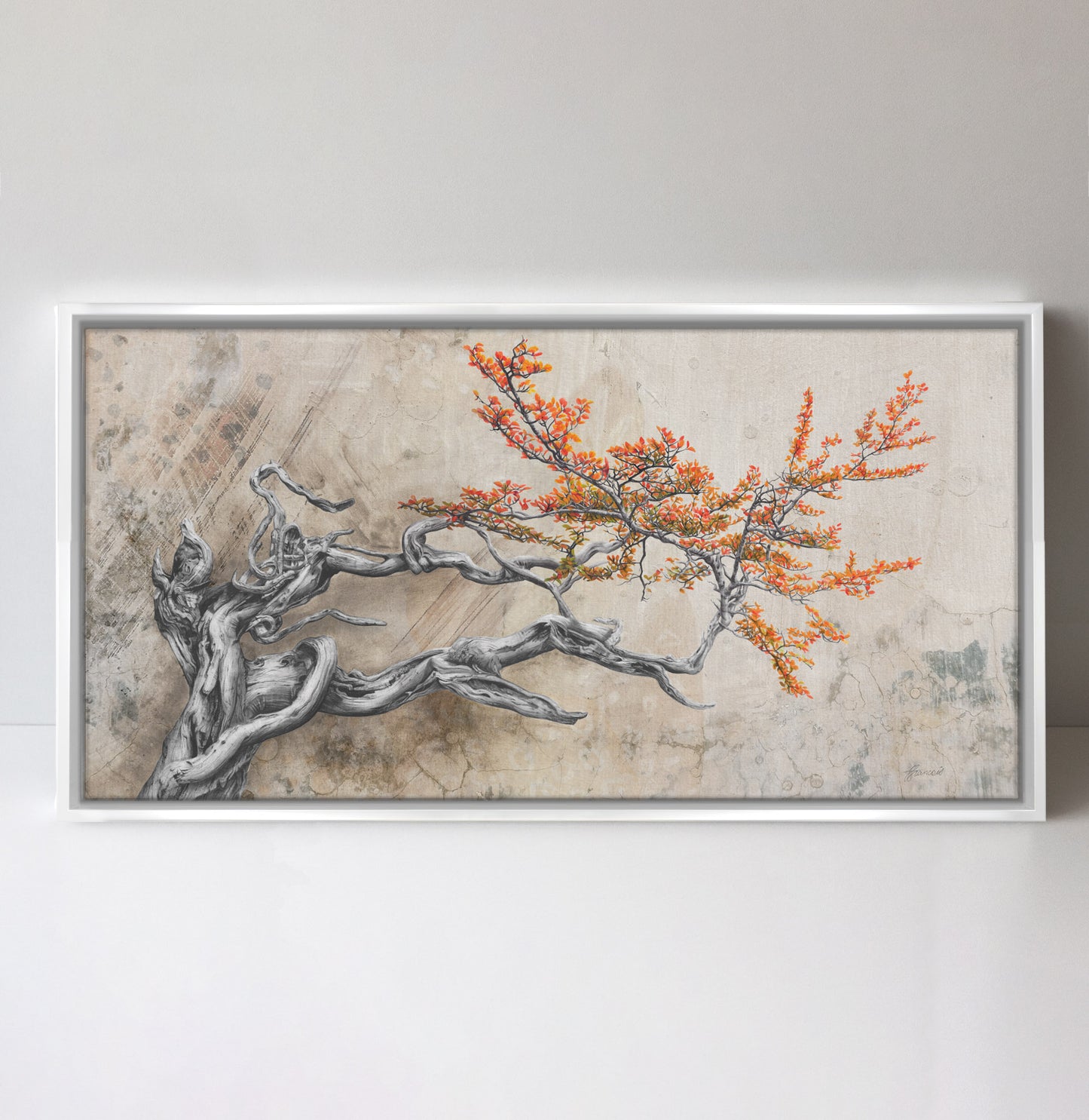 'Bonsai Fagus' canvas print