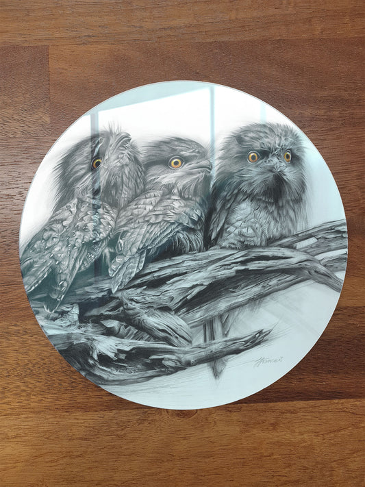 'Tawny Frogmouth Trio' circular acrylic print