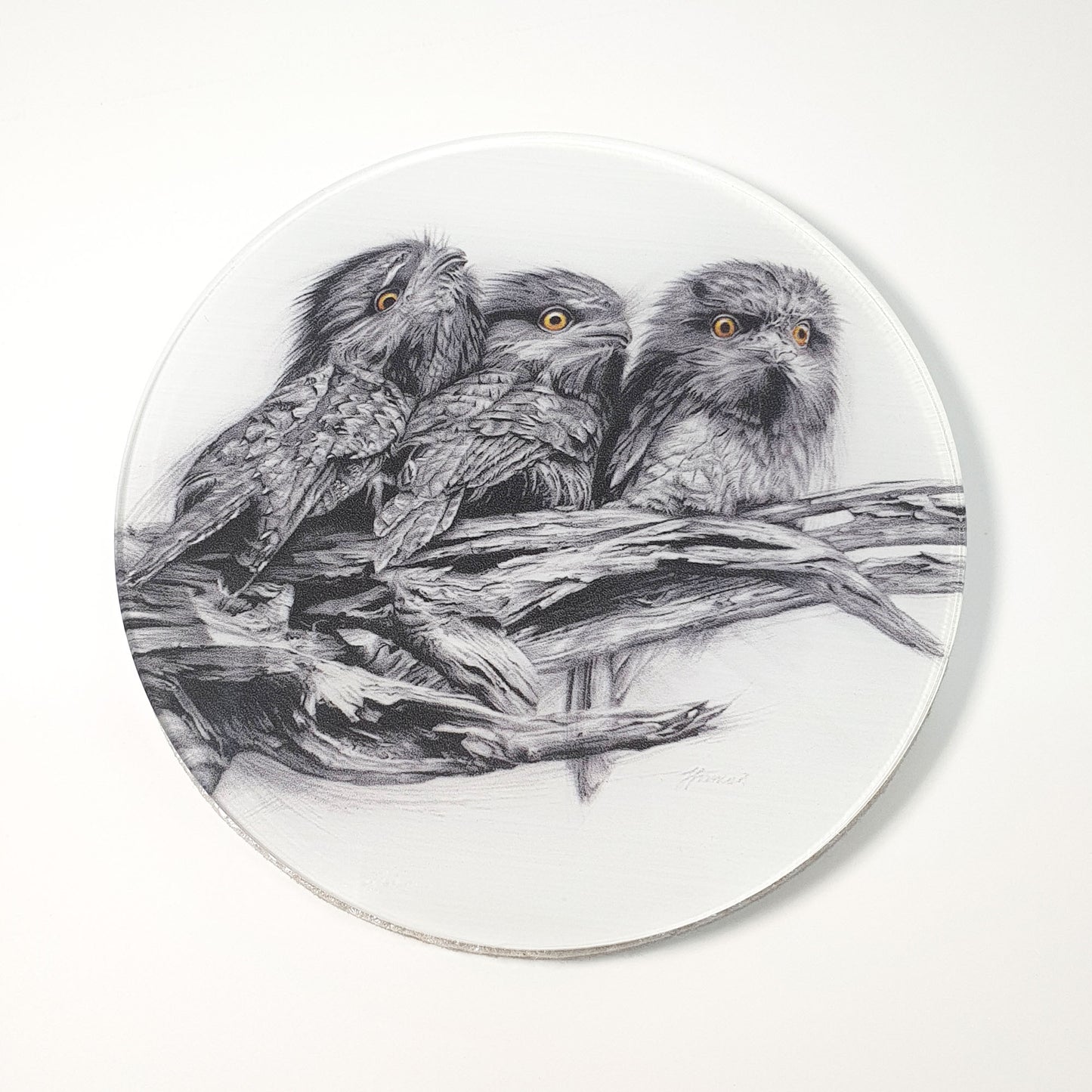 'Tawny Frogmouth Trio' acrylic coaster