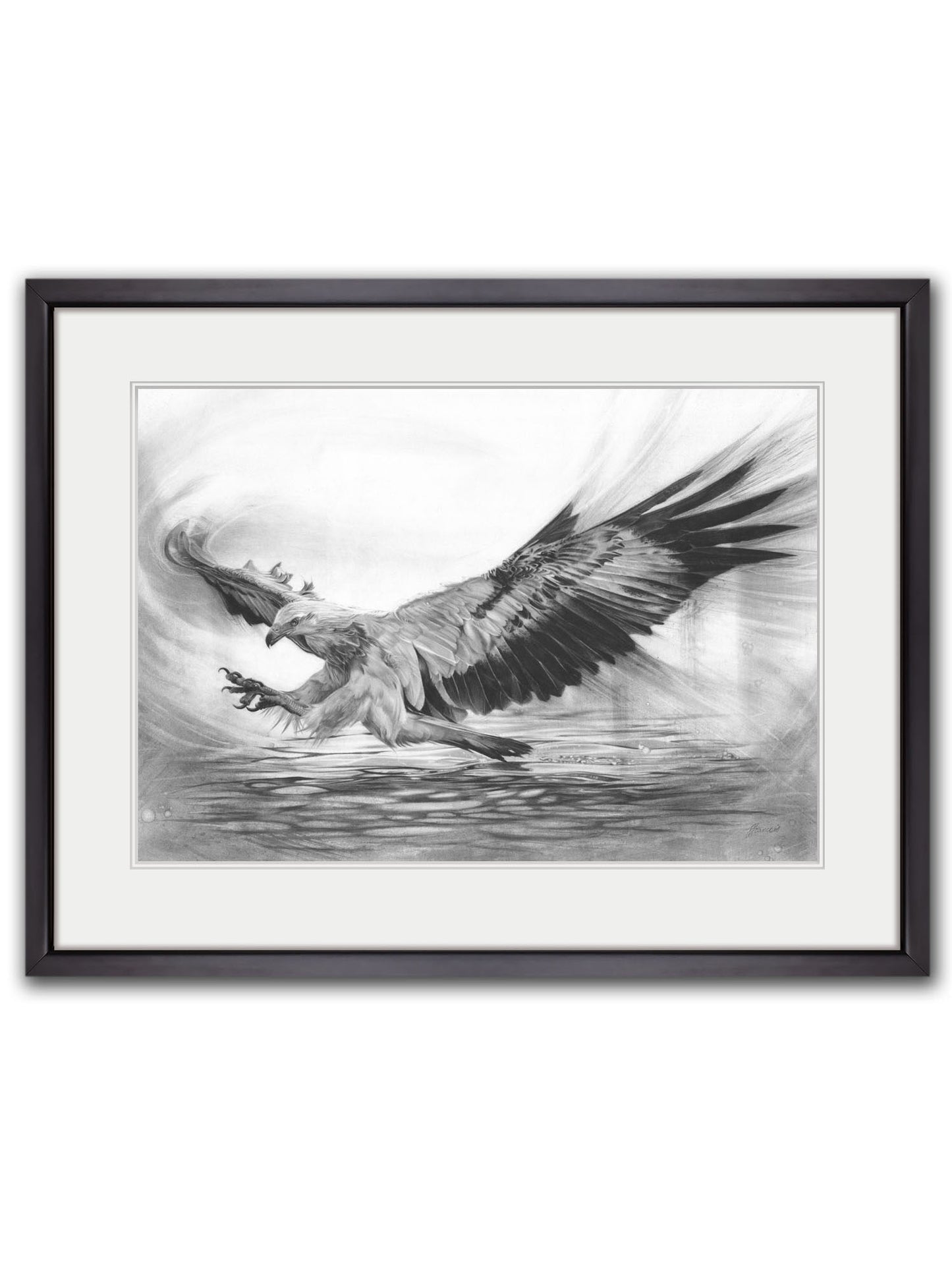 'White-bellied Sea Eagle' original drawing