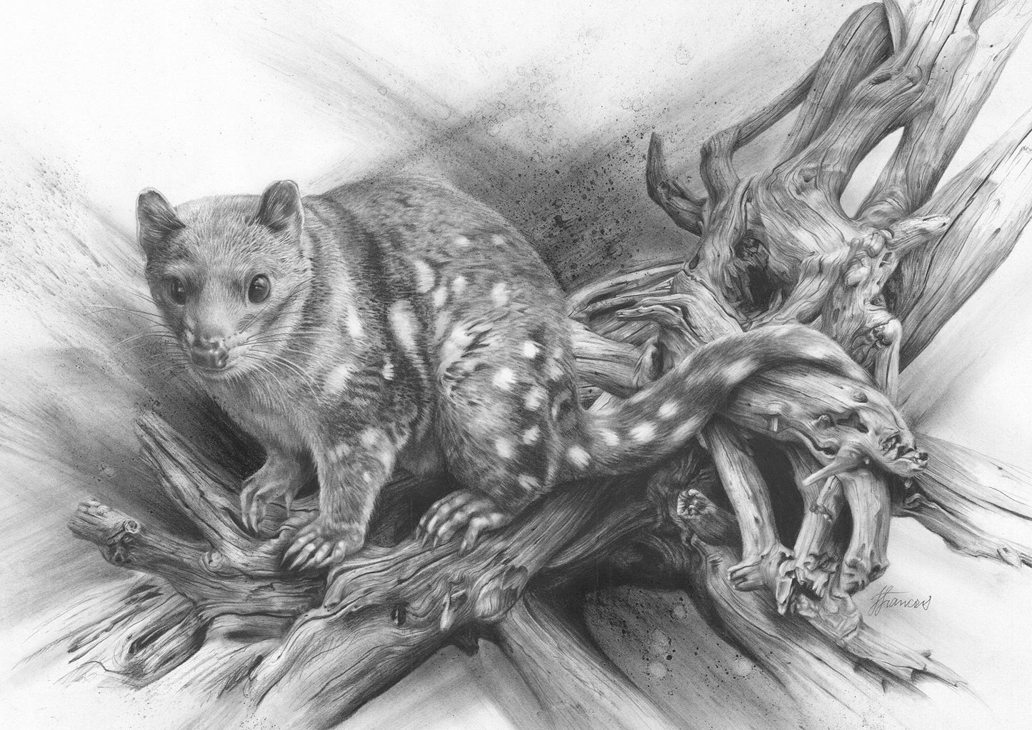 'Spotted Quoll' canvas print