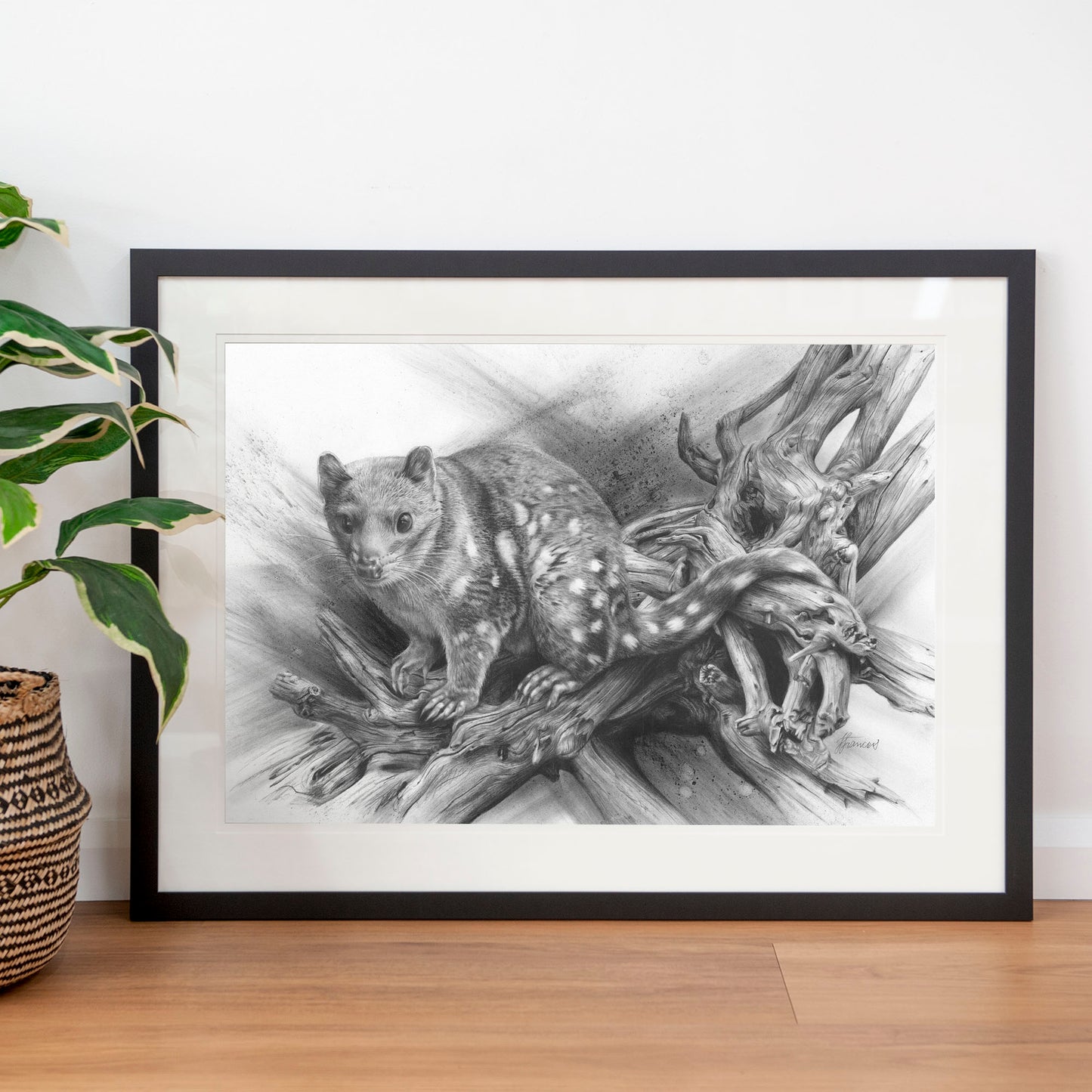 'Spotted Quoll' art print