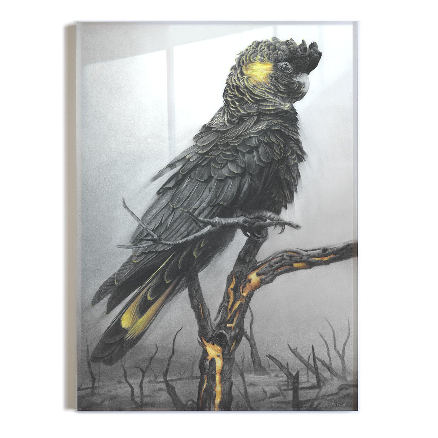 'Black Cockatoo' acrylic print