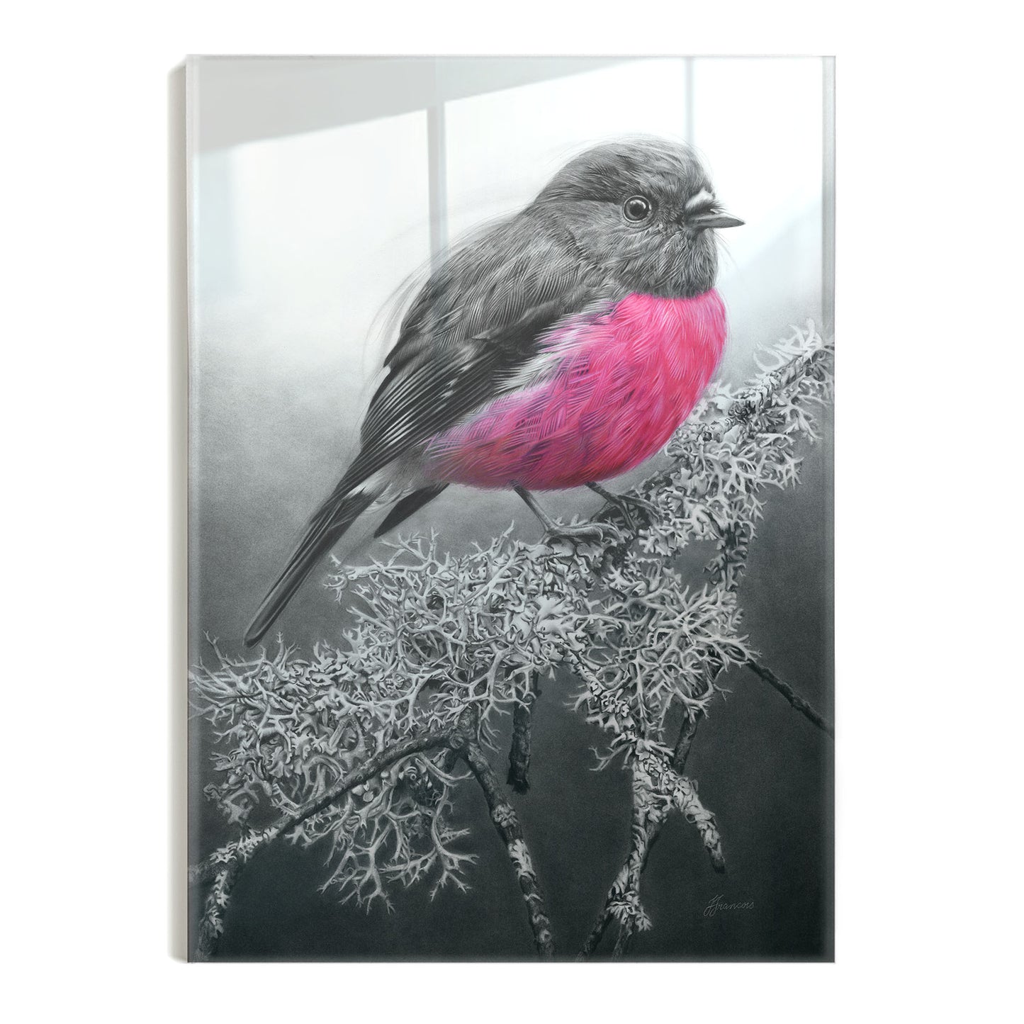 'Pink Robin' acrylic print