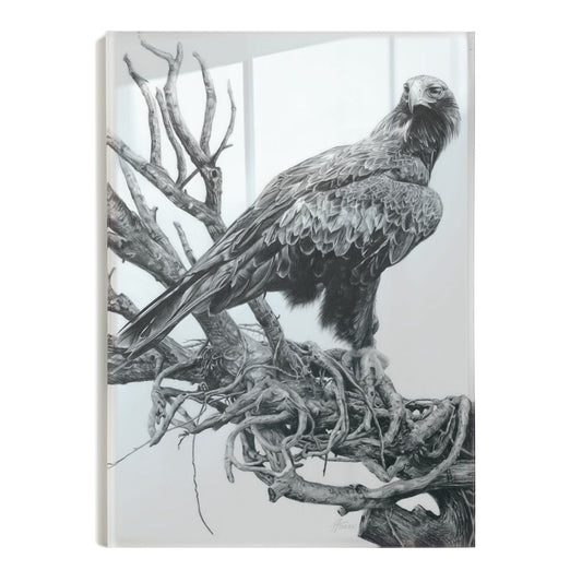 'Wedge-tailed Eagle' acrylic print