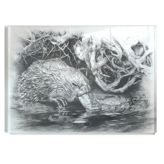 'Platypus' acrylic print