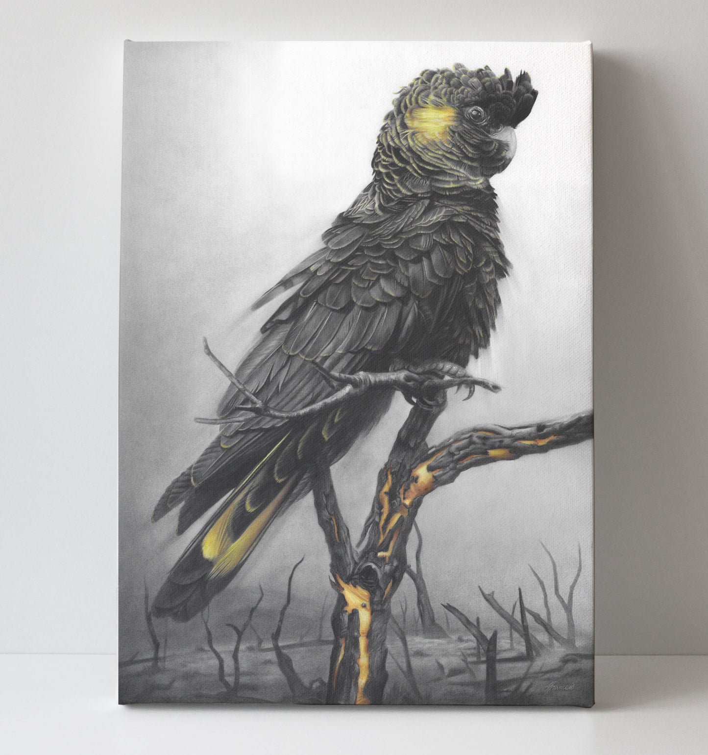 'Black Cockatoo' canvas print