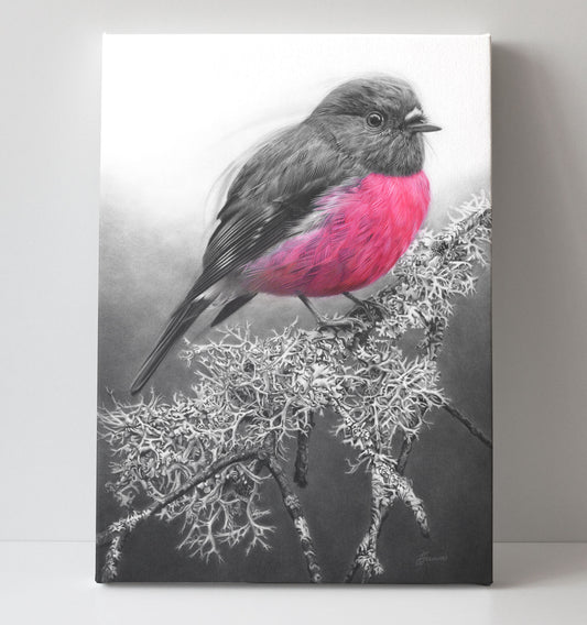 'Pink Robin' canvas print