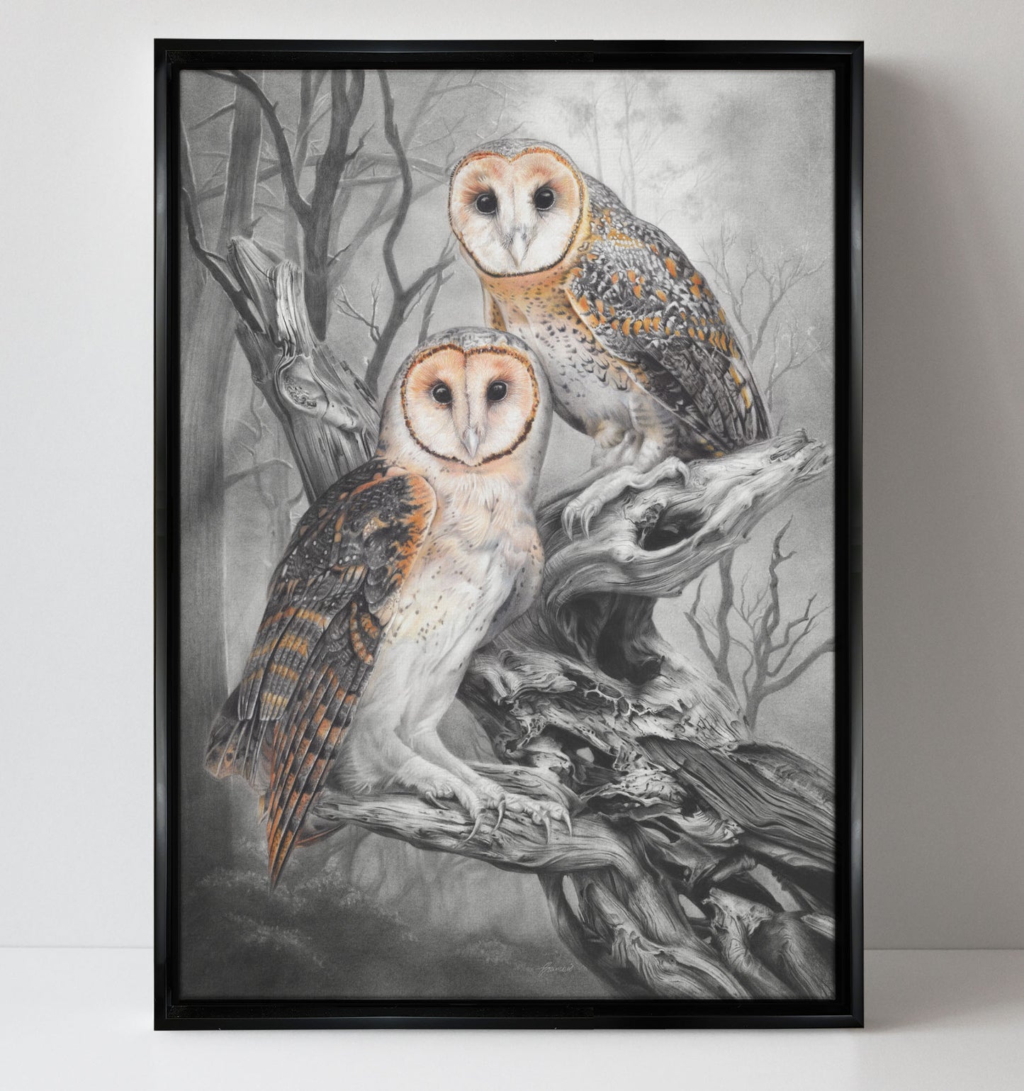 'Tasmanian Masked Owls' canvas print