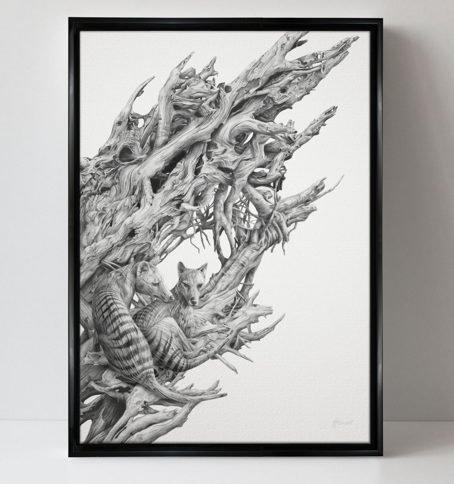 'Driftwood Thylacine' canvas print