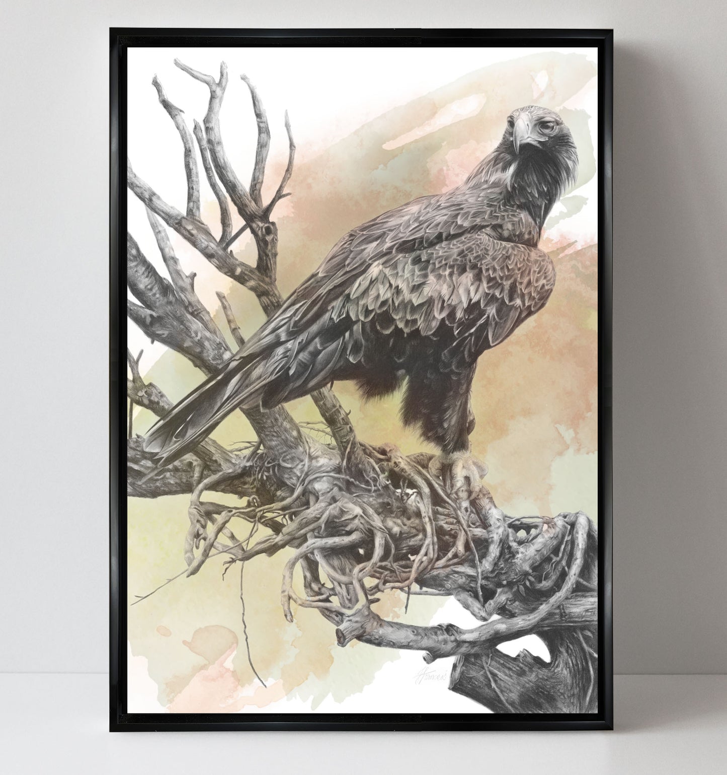 'Wedge-tailed Eagle Colour' canvas print