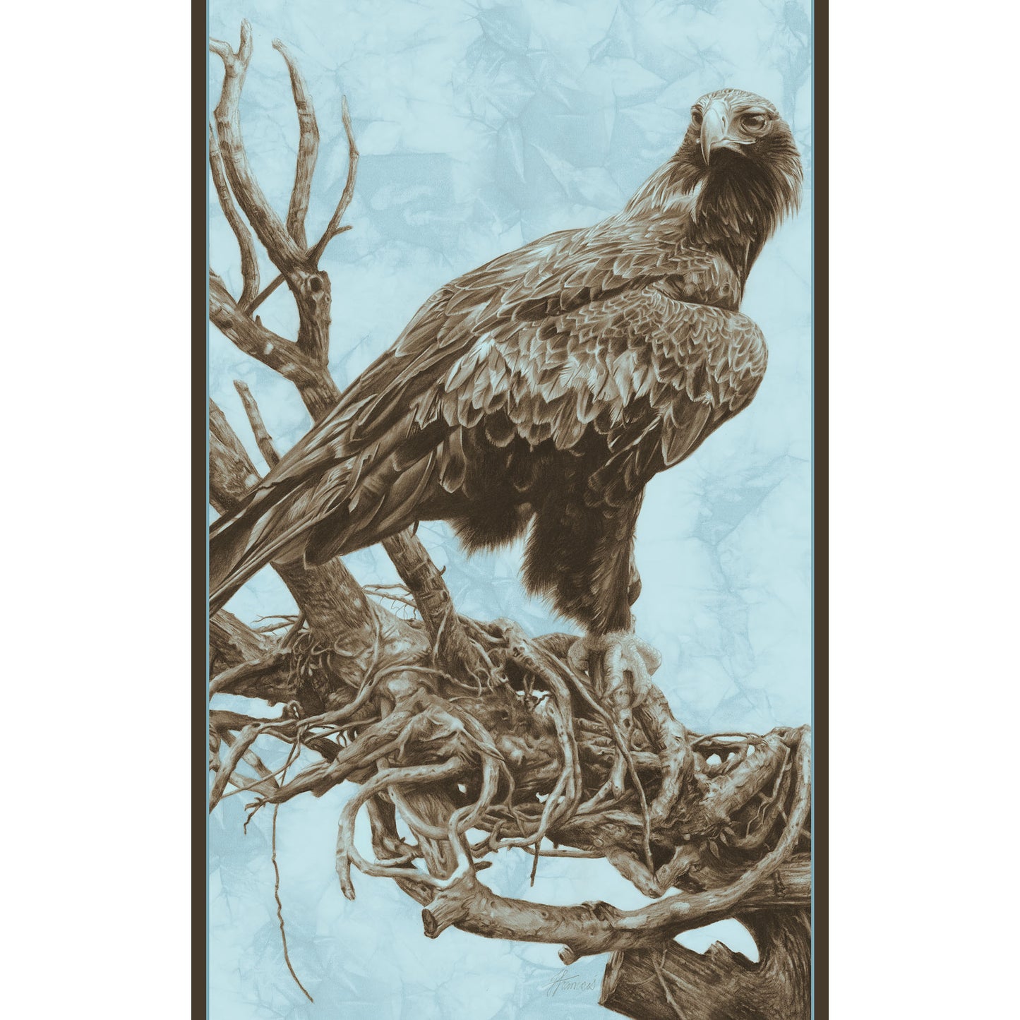 'Wedge-tailed Eagle' Scarf