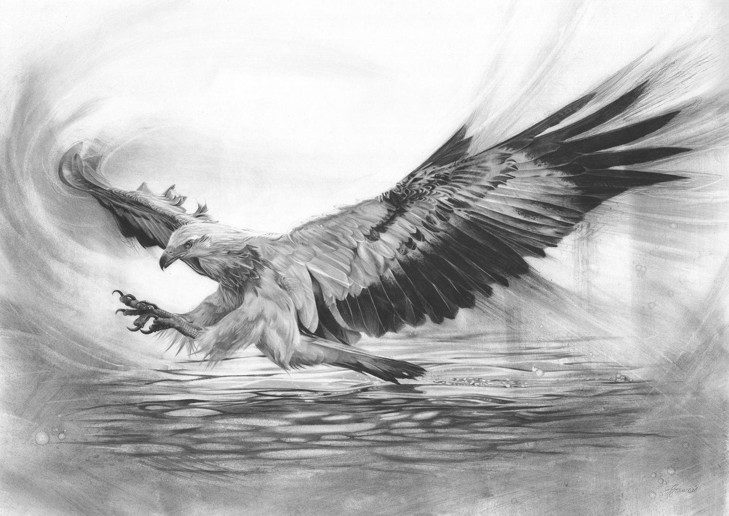 'White-bellied Sea Eagle' art print