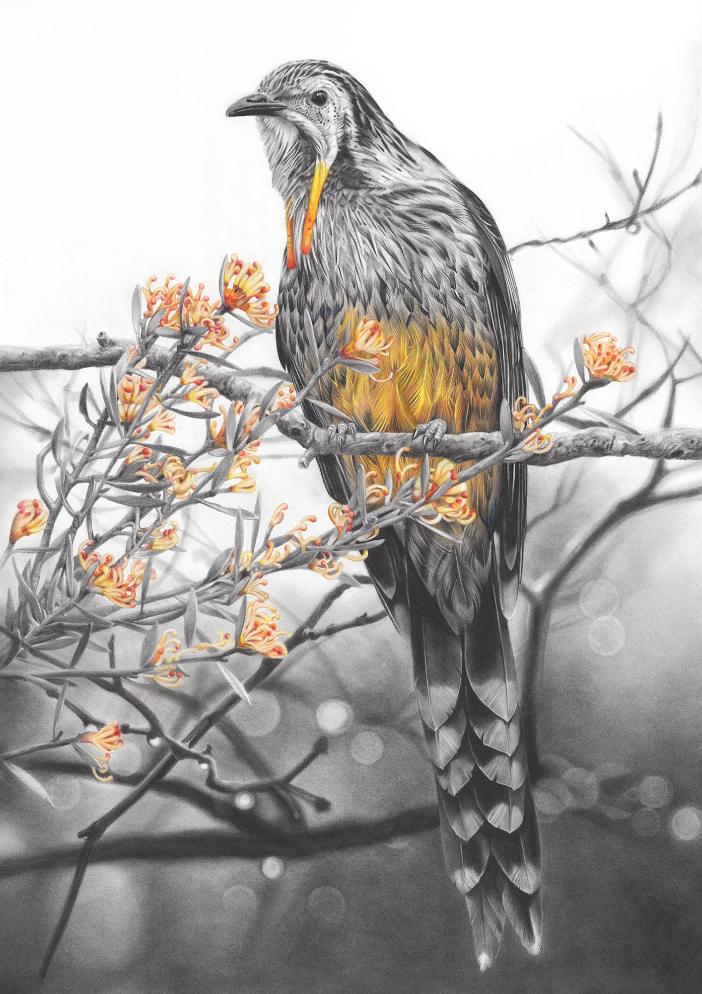'Yellow Wattlebird' acrylic print
