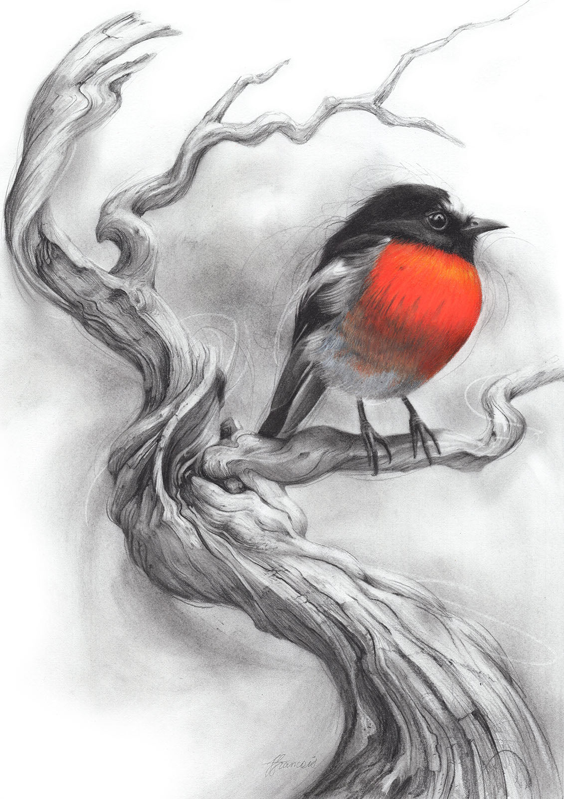'Scarlet Robin' canvas print
